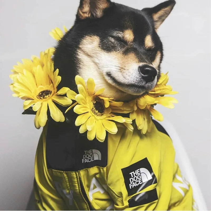 Dog Clothes Raincoat for Small Big Dogs